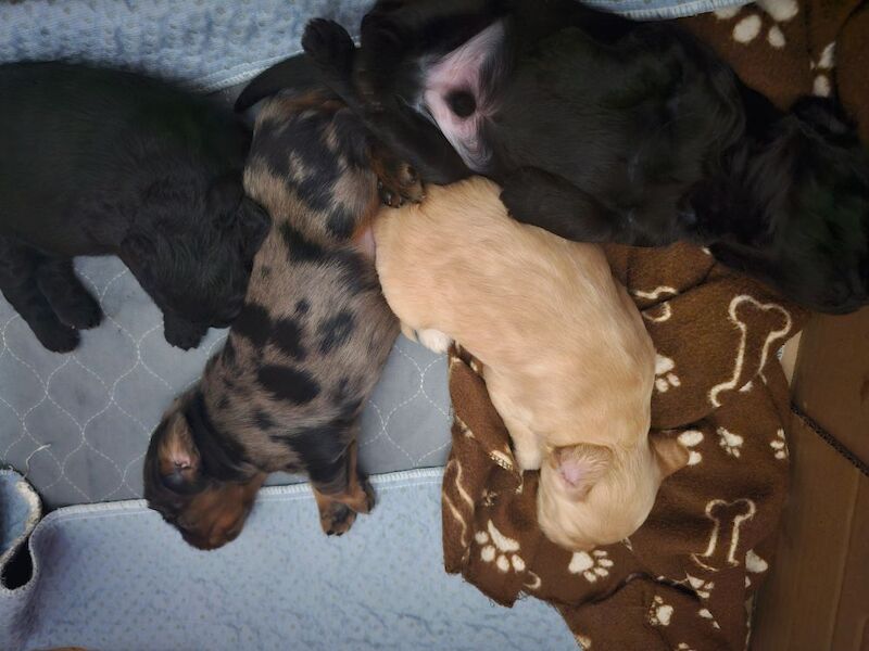 Cockapoo puppies for sale in Doncaster, South Yorkshire – 5 weeks old - Image 4 of 14