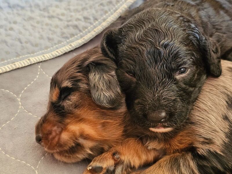 Cockapoo puppies for sale in Doncaster, South Yorkshire – 5 weeks old - Image 5 of 14