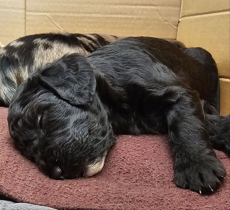 Cockapoo puppies for sale in Doncaster, South Yorkshire – 5 weeks old - Image 6 of 14