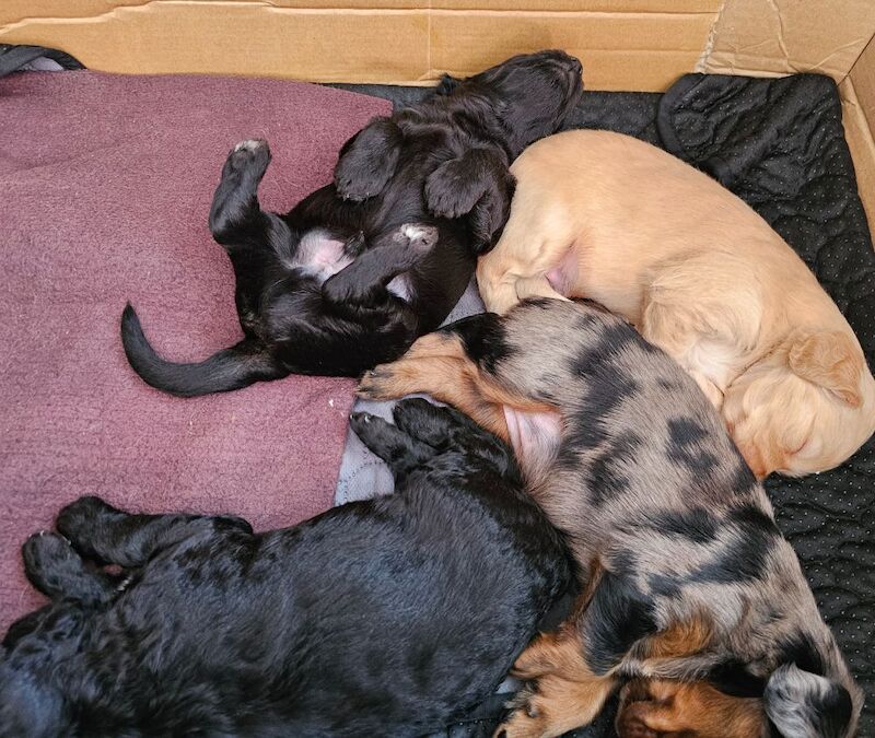 Cockapoo puppies for sale in Doncaster, South Yorkshire – 5 weeks old - Image 7 of 14