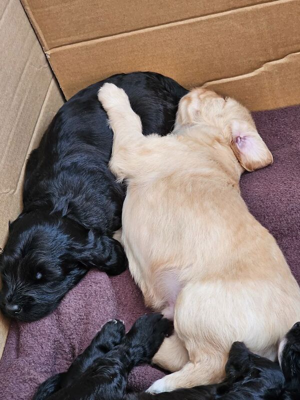 Cockapoo puppies for sale in Doncaster, South Yorkshire – 5 weeks old - Image 8 of 14