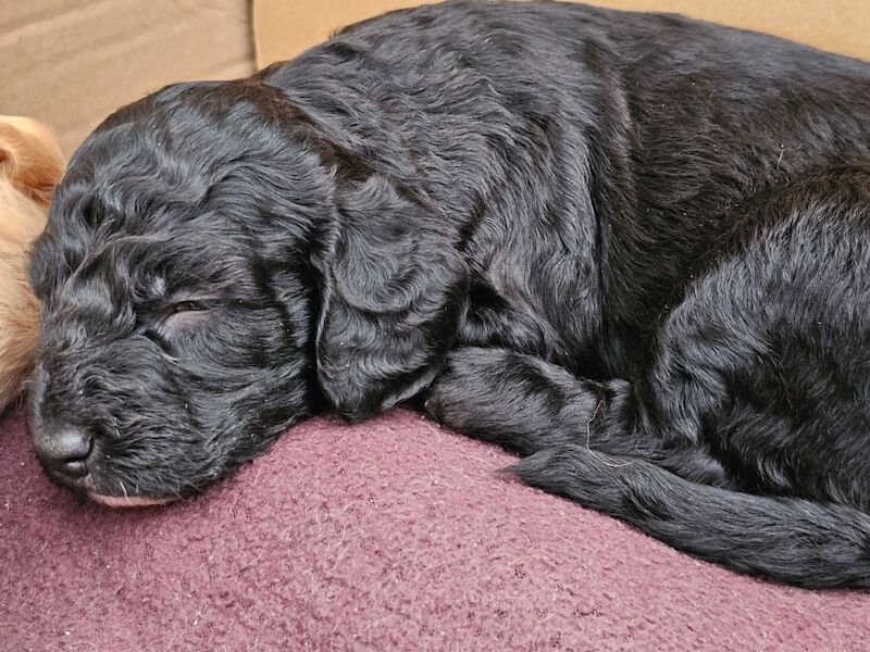 Cockapoo puppies for sale in Doncaster, South Yorkshire – 5 weeks old - Image 9 of 14