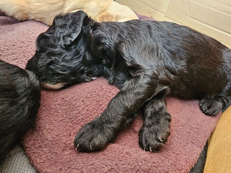Cockapoo puppies for sale in Doncaster, South Yorkshire – 5 weeks old - Image 10 of 14