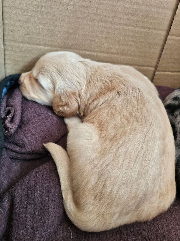 Cockapoo puppies for sale in Doncaster, South Yorkshire – 5 weeks old - Image 11 of 14