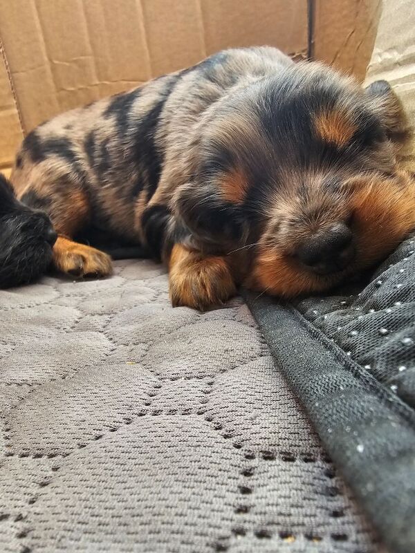 Cockapoo puppies for sale in Doncaster, South Yorkshire – 5 weeks old - Image 12 of 14