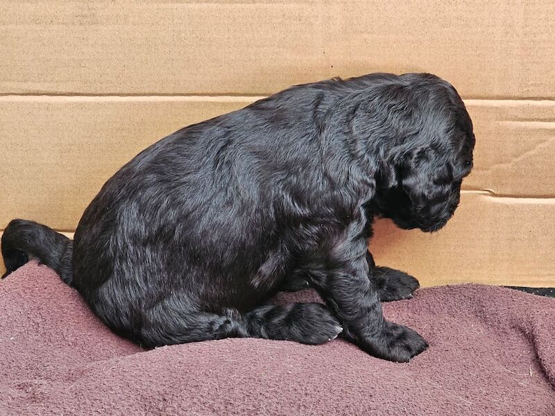 Cockapoo puppies for sale in Doncaster, South Yorkshire – 5 weeks old - Image 13 of 14