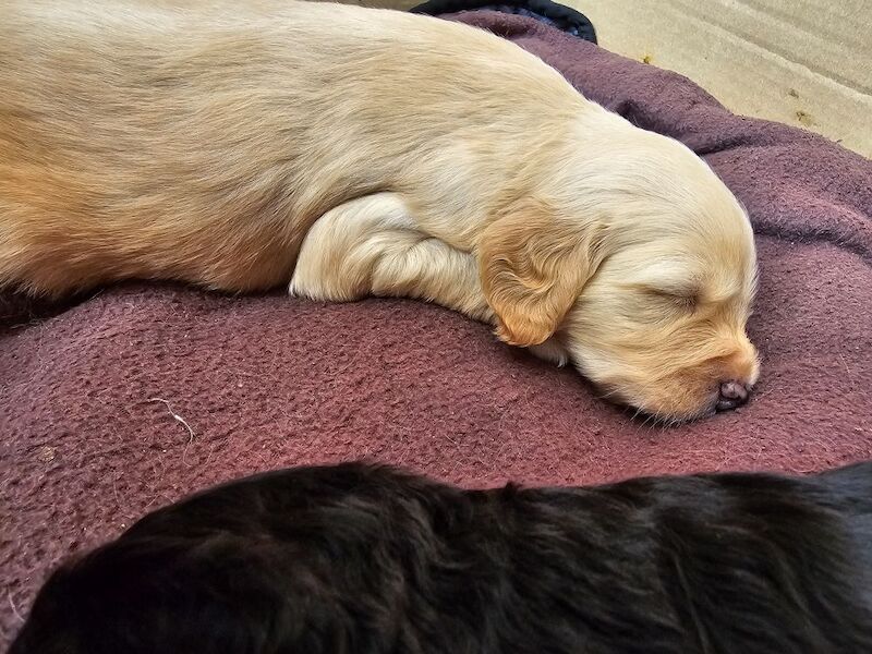 Cockapoo puppies for sale in Doncaster, South Yorkshire – 5 weeks old - Image 14 of 14