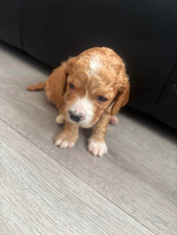 Cockapoo puppies ready for there loving homes 2nd of July - Image 2 of 5
