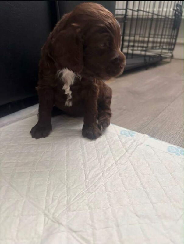 Cockapoo puppies ready for there loving homes 2nd of July - Image 3 of 5