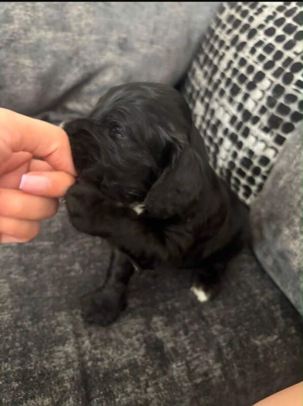 Cockapoo puppies ready for there loving homes 2nd of July - Image 5 of 5