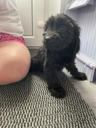Cockapoo puppies for sale in Walsall, West Midlands – 1 year old - Image 1 of 5