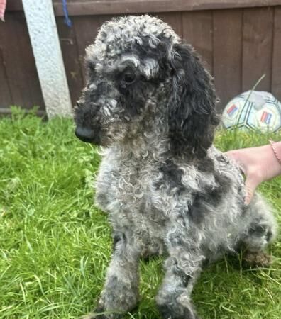 Cockapoo puppies for sale in Walsall, West Midlands – 1 year old - Image 2 of 5