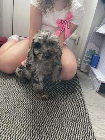 Cockapoo puppies for sale in Walsall, West Midlands – 1 year old - Image 3 of 5
