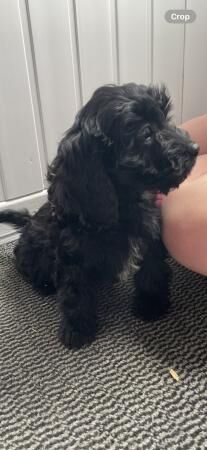Cockapoo puppies for sale in Walsall, West Midlands – 1 year old - Image 5 of 5