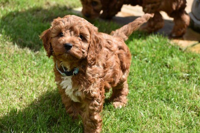Cockapoo puppies for sale in Skegness, Lincolnshire – 1 year old - Image 2 of 5