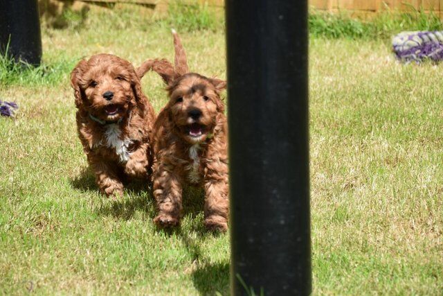 Cockapoo puppies for sale in Skegness, Lincolnshire – 1 year old - Image 4 of 5