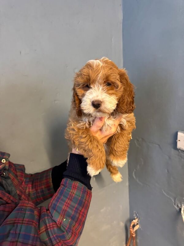 Cockapoo puppies for sale in Haverhill, Suffolk – 1 year old - Image 1 of 3