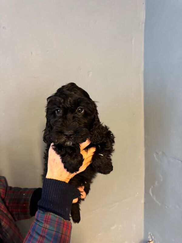 Cockapoo puppies for sale in Haverhill, Suffolk – 1 year old - Image 2 of 3