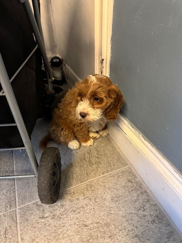 Cockapoo puppies for sale in Haverhill, Suffolk – 1 year old - Image 3 of 3