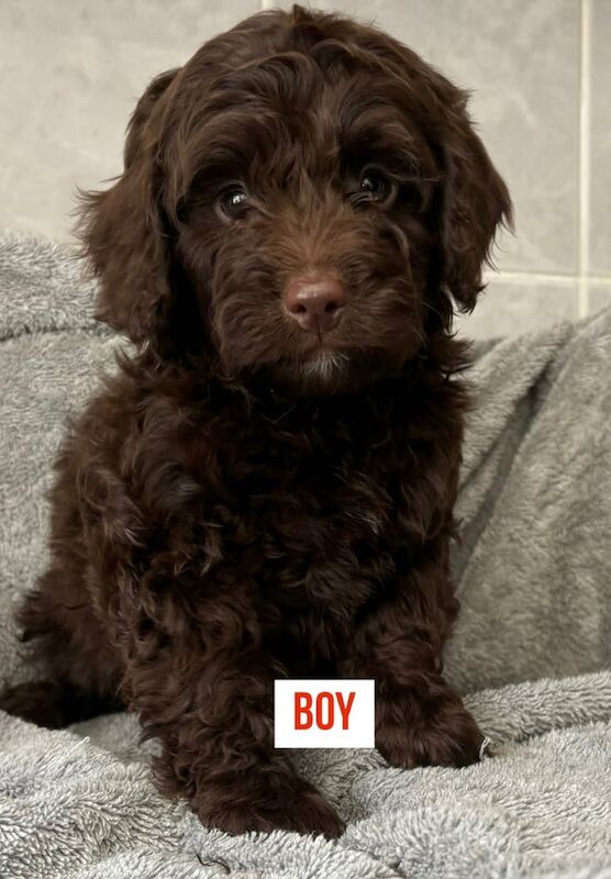 Cockapoo puppies ready now for sale in Bishop Auckland, Durham