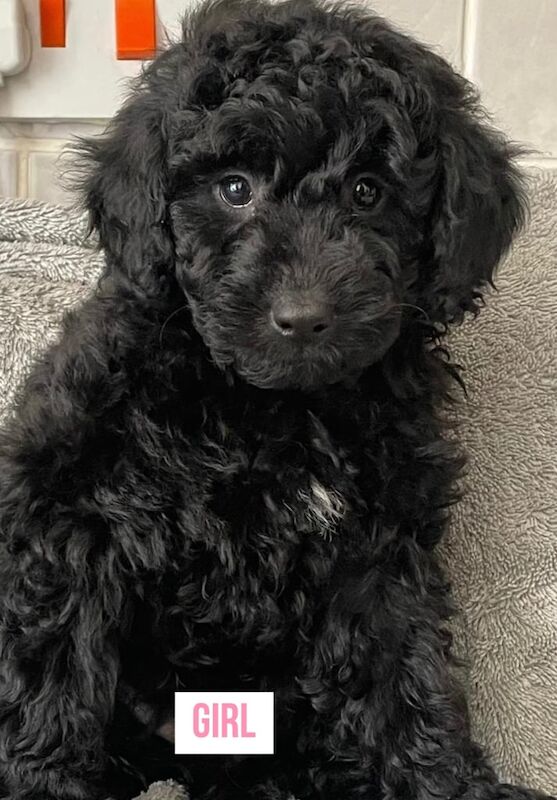 Cockapoo puppies for sale in Bishop Auckland, Durham – 9 months old - Image 2 of 3