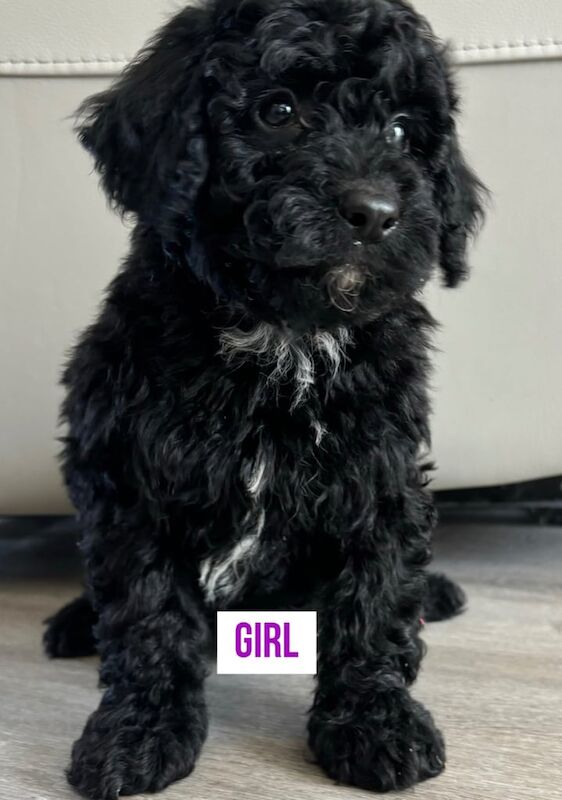 Cockapoo puppies for sale in Bishop Auckland, Durham – 9 months old - Image 3 of 3