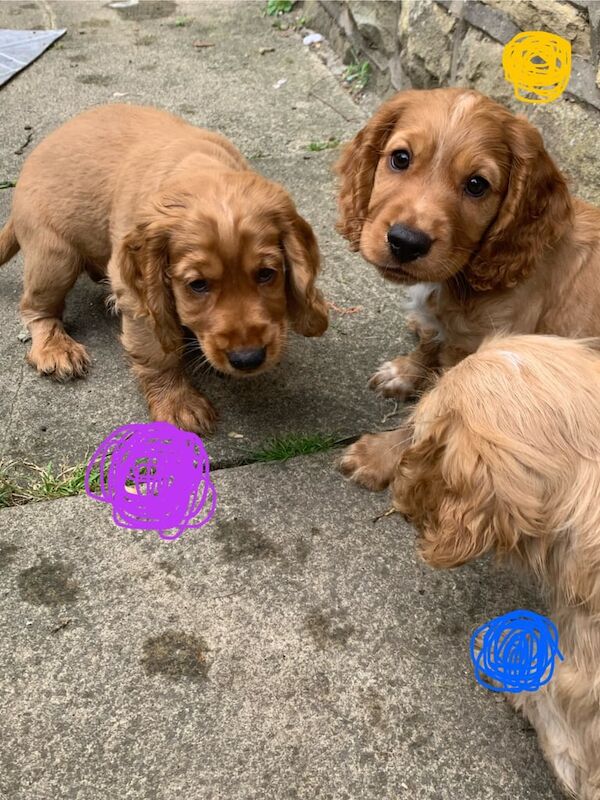Cockapoo puppies for sale in Keighley, West Yorkshire – 8 weeks old