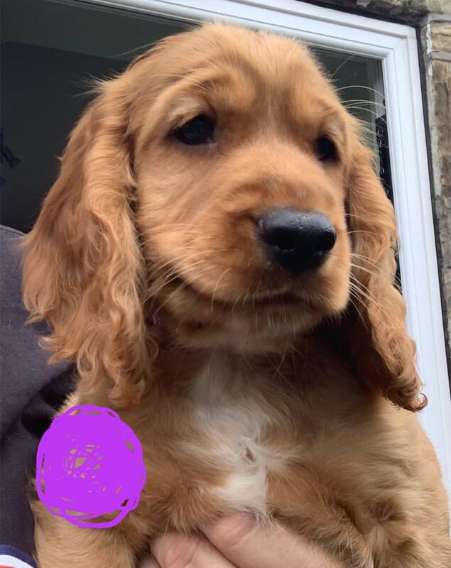 Cockapoo puppies for sale in Keighley, West Yorkshire – 8 weeks old - Image 2 of 3