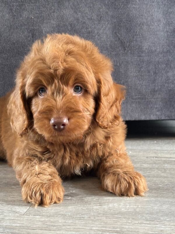 Cockapoo puppies for sale in Bishop Auckland, Durham – 8 weeks old