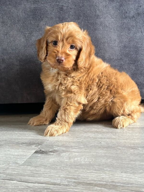Cockapoo puppies for sale in Bishop Auckland, Durham – 8 weeks old - Image 2 of 3