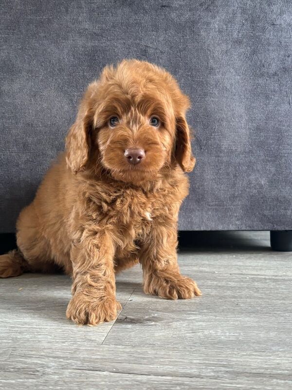 Cockapoo puppies for sale in Bishop Auckland, Durham – 8 weeks old - Image 3 of 3