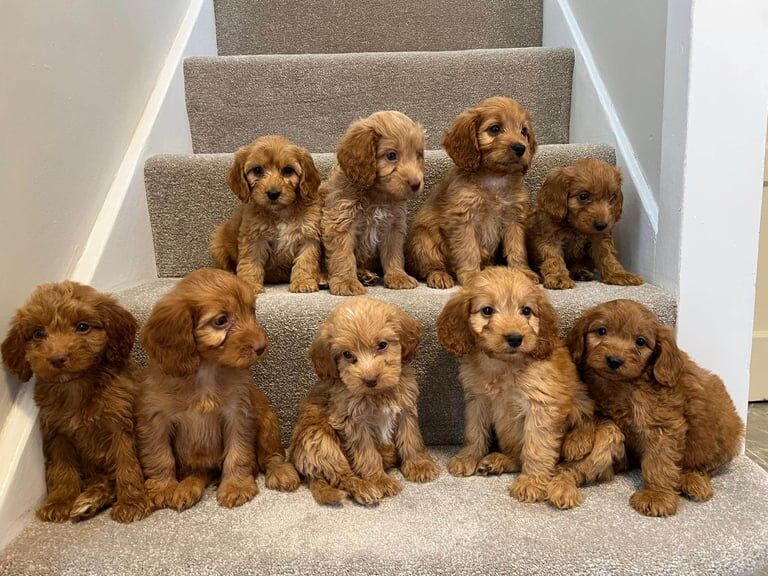 Cockapoo puppies for sale in Norwich, Norfolk – 8 weeks old