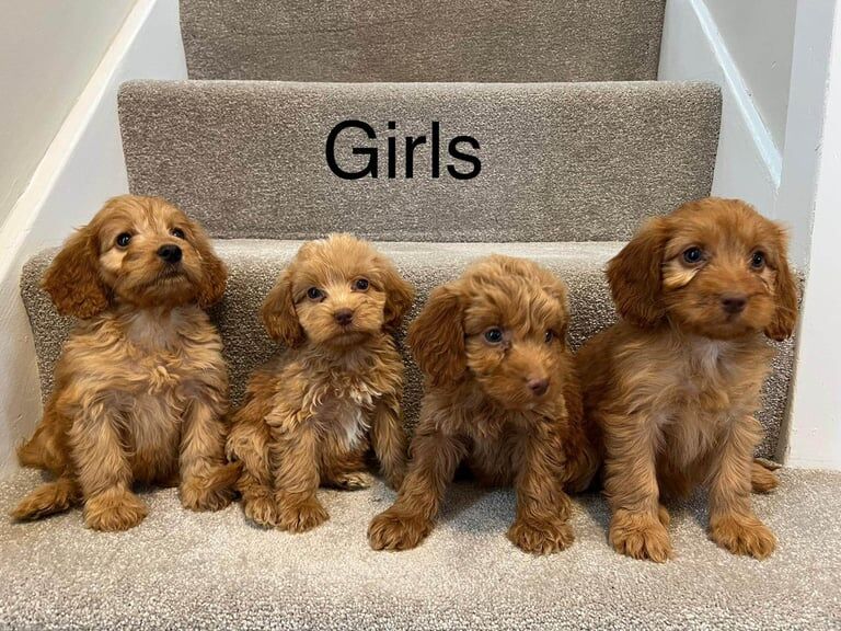 Cockapoo puppies for sale in Norwich, Norfolk – 8 weeks old - Image 2 of 3