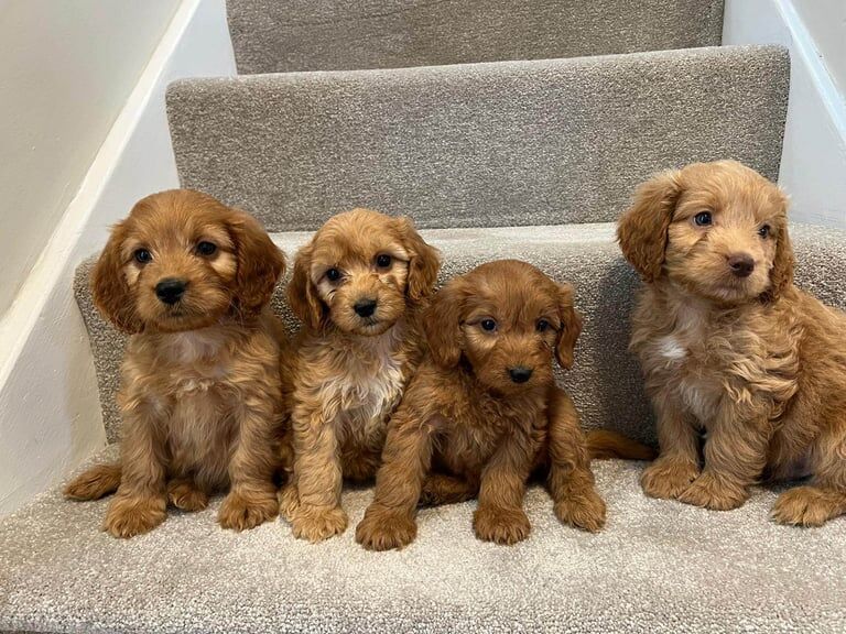 Cockapoo puppies for sale in Norwich, Norfolk – 8 weeks old - Image 3 of 3