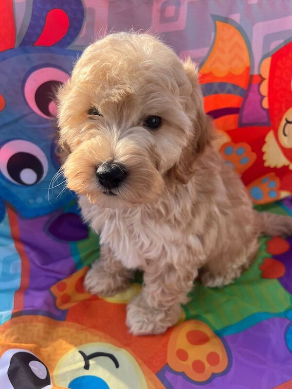 Cockapoo puppies for sale in Southampton, Hampshire – 8 weeks old