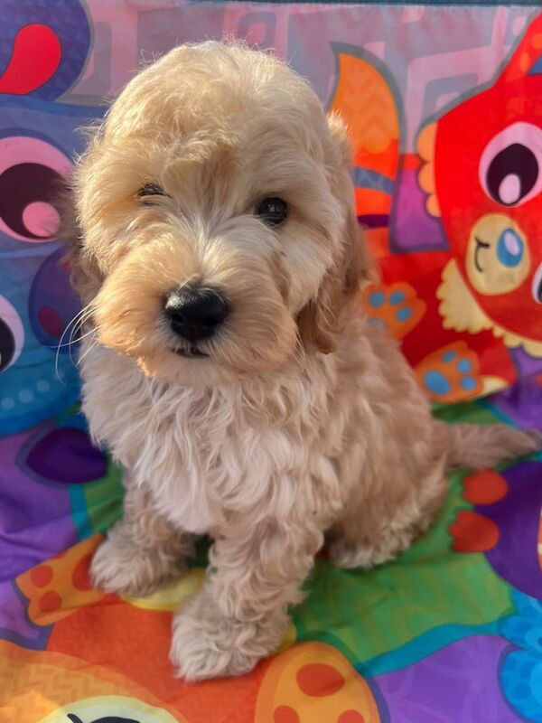 Cockapoo puppies for sale in Southampton, Hampshire – 8 weeks old - Image 2 of 3