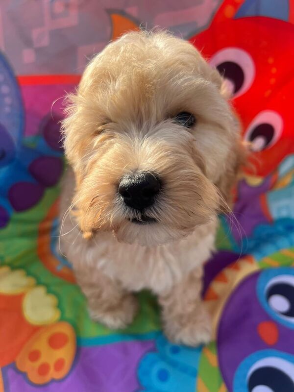 Cockapoo puppies for sale in Southampton, Hampshire – 8 weeks old - Image 3 of 3