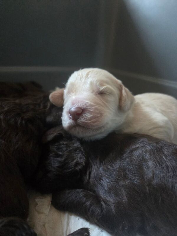 Cockapoo puppies for sale in Poulton-le-Fylde, Lancashire – KC registered, 10 weeks old - Image 2 of 3