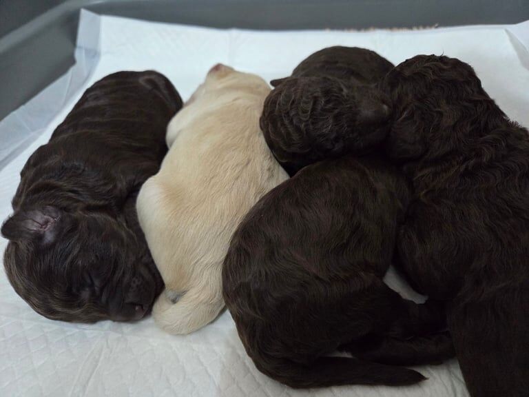 Cockapoo puppies for sale in Poulton-le-Fylde, Lancashire – KC registered, 10 weeks old - Image 3 of 3