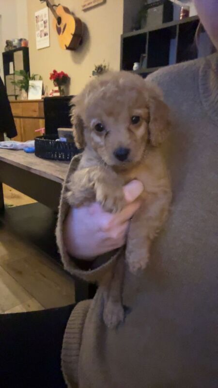 Cockapoo puppies for sale in Caerphilly / Caerffili, Gwent – 8 weeks old