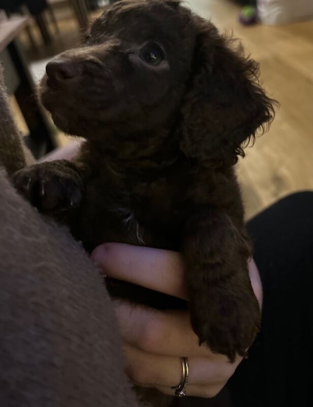 Cockapoo puppies for sale in Caerphilly / Caerffili, Gwent – 8 weeks old - Image 2 of 3