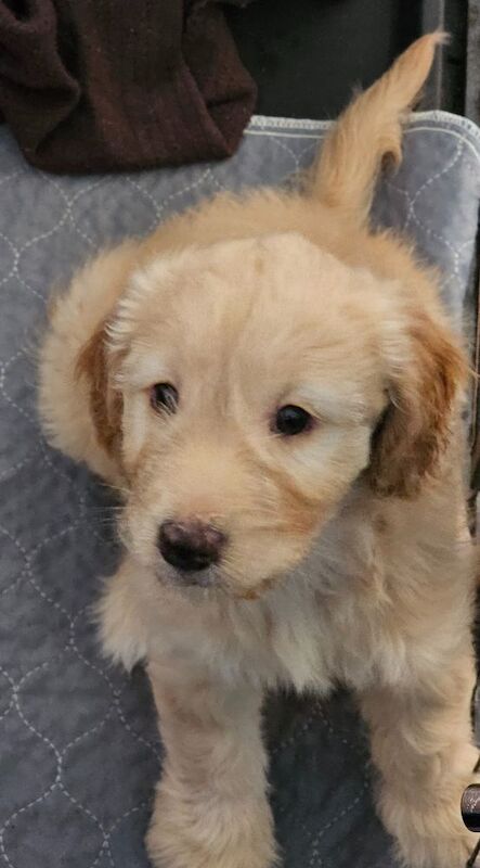 Black Cockapoo puppies for sale in Doncaster, South Yorkshire – 7 weeks old