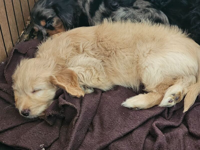 Cockapoo puppies for sale in Doncaster, South Yorkshire – 7 weeks old - Image 2 of 10