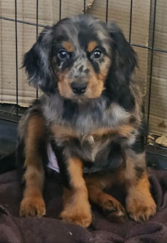 Cockapoo puppies for sale in Doncaster, South Yorkshire – 7 weeks old - Image 3 of 10