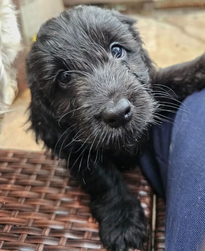 Cockapoo puppies for sale in Doncaster, South Yorkshire – 7 weeks old - Image 5 of 10
