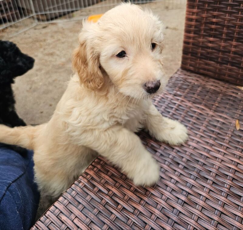 Cockapoo puppies for sale in Doncaster, South Yorkshire – 7 weeks old - Image 6 of 10