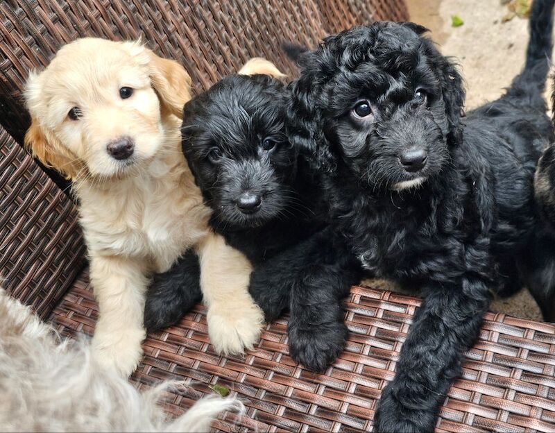 Cockapoo puppies for sale in Doncaster, South Yorkshire – 7 weeks old - Image 7 of 10