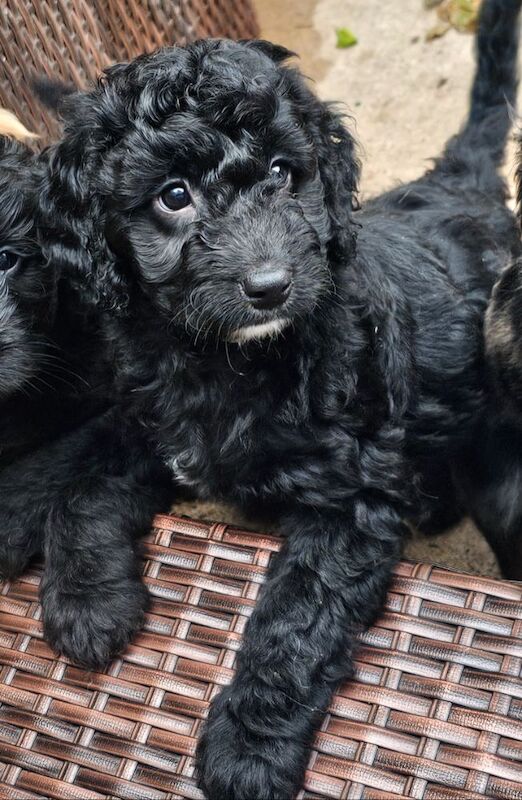 Cockapoo puppies for sale in Doncaster, South Yorkshire – 7 weeks old - Image 8 of 10