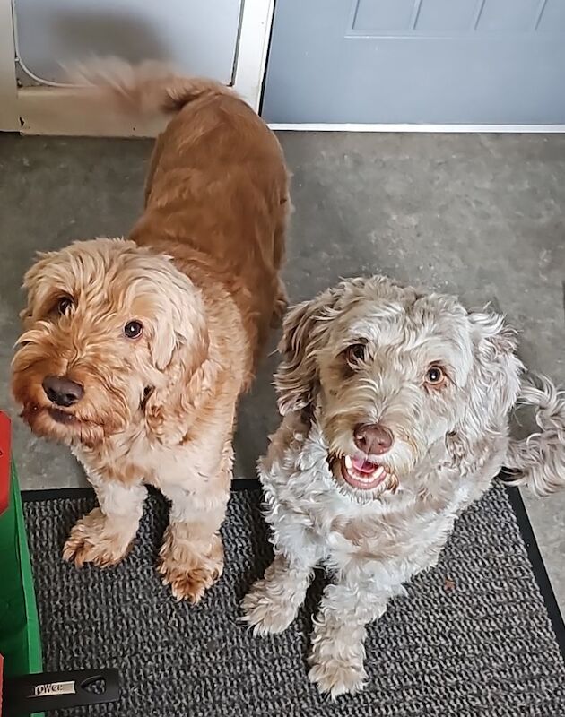 Cockapoo puppies for sale in Doncaster, South Yorkshire – 7 weeks old - Image 9 of 10