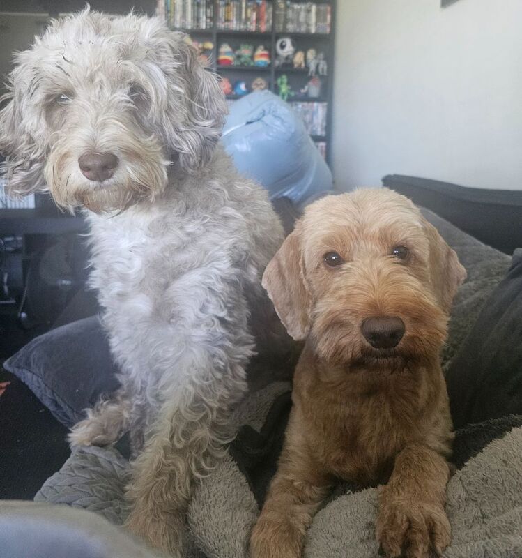Cockapoo puppies for sale in Doncaster, South Yorkshire – 7 weeks old - Image 10 of 10